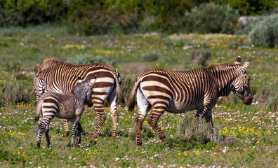 Zebra family in field of wildflowers