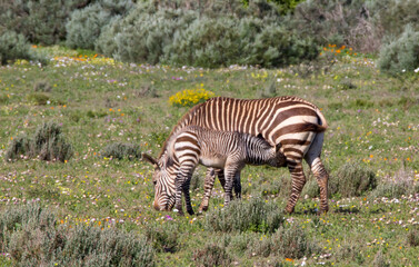 Fototapeta na wymiar Zebra foal suckles mother in field of pretty wild flowers