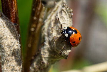 ladybird on a leaf
