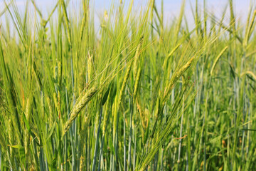 Obraz premium Green wheat ears in field