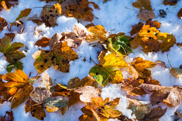 ドイツ　シュヴァンガウのノイシュヴァンシュタイン城へ続く雪の積もった林道と落ち葉