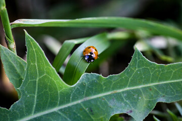 Ladybug sitting on a flower leaf warm spring day on a leaf insect beetle. Macro of seven spot ladybug Coccinella septempunctata .