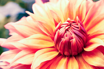 macro background with dahlia petals