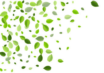 Green Foliage Realistic Vector Template. Spring