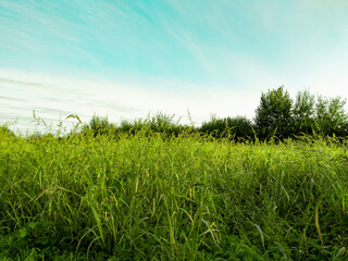 green grass and blue sky