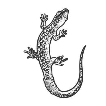 lizard with bandaged tail sketch engraving vector illustration. T-shirt apparel print design. Scratch board imitation. Black and white hand drawn image.
