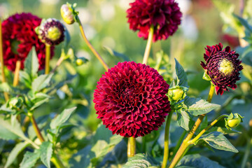 Dahlias and sunflowers in the field, ready to cut yourself. Autumn flowers. Flowers in the field. Natural light, selective focus. 
