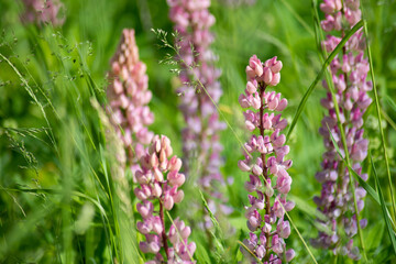 Meadow with blooming wild, pink lupine and a herbs.