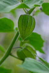 Physalis peruviana green ripening fruit on shrub in husk, green leaves
