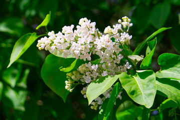 white flowers of a lilac