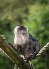Affe 