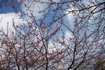 河津桜