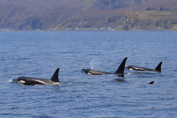 Fototapeta premium 【北海道】知床の海に回遊する野生のシャチ（北海道羅臼沖）