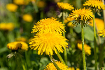 Close up view on the yellow dandelion on the spring meadow. 