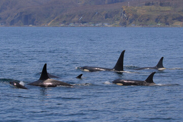Naklejka premium 【北海道】知床の海に回遊する野生のシャチ（北海道羅臼沖）