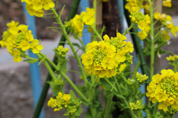 黄色な菜の花