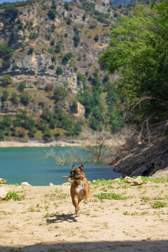perrita boxer pantano de berga 