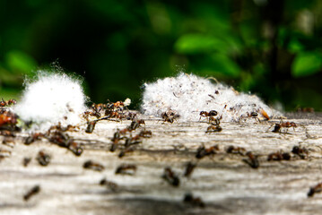 A lot of ants on empty log