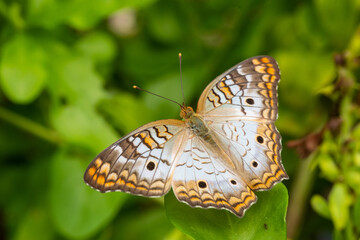 A white peacock butterfly shot in the botanical gardens in Grand Cayman