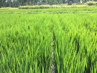 The condition of rice plants that are still young and still green