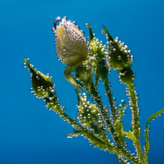white rose underwater with air bubbles on a blue background