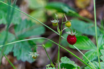 wild strawberry in the forest