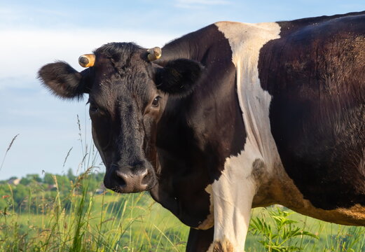 Cow grazes on a pasture in summer against the sky