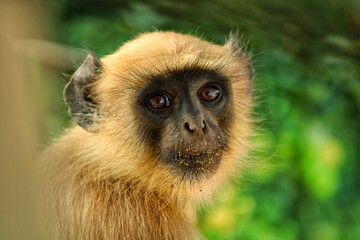 Obraz premium Monkey Face looking at camera