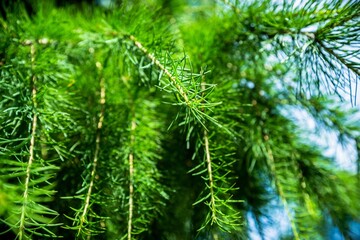 Pine Needles , Fir Leaves