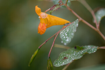 Orange Jewelweed flower with dew drops