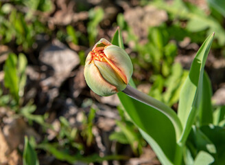Tulipa gesneriana on a background of green grass in the park. High quality photo 6