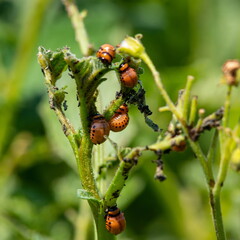 Colorado potato beetle and red larva crawling and eating potato leaves.