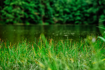 Grass growing in front of the lake, natural background