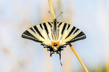 Scarce Swallowtail butterfly against blue background. Colorful lepidoptera in sunny day.