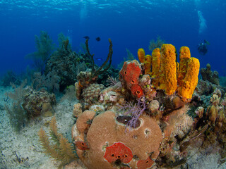 Sea sponges and corals (Grand Cayman, Cayman Islands) - obrazy, fototapety, plakaty