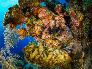 Juvenile Red lionfish resting on a rock (Grand Cayman, Cayman Islands)
