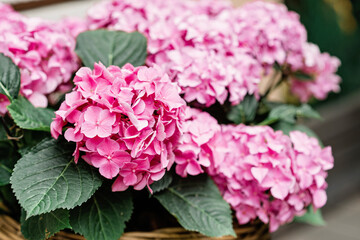 Beautiful flowers of pink hydrangea in a wicker flowerpot close-up. Gardening. Soft selective focus.