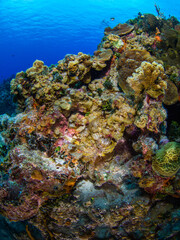 Naklejka na ściany i meble Juvenile Red lionfish resting on a rock (Grand Cayman, Cayman Islands)