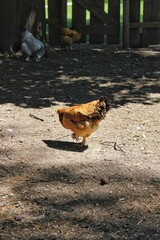 Brown chicken walking around the barnyard on a bright sunny summer day.