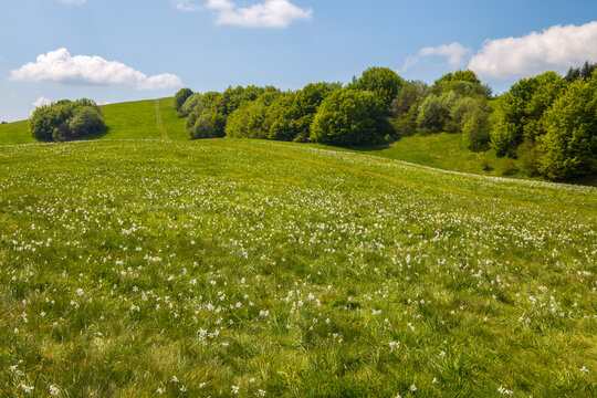 Natural landscape in springtime on Pian della Cavalla mount in Liguria, in the municipality of Fascia, Genoa province, Italy