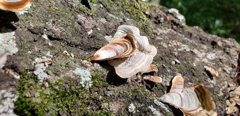 Turkey tail mushrooms