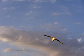 seagull in flight