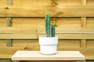 Nice elongated green cactus in white pot on piece of wood and unvarnished wooden background