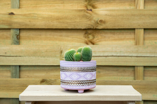 Pretty cactus full of defensive spikes in a pink pot with trival motifs