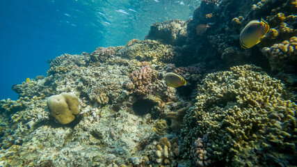 Fototapeta na wymiar Snorkelling landscape and underwater photography Reunion Island
