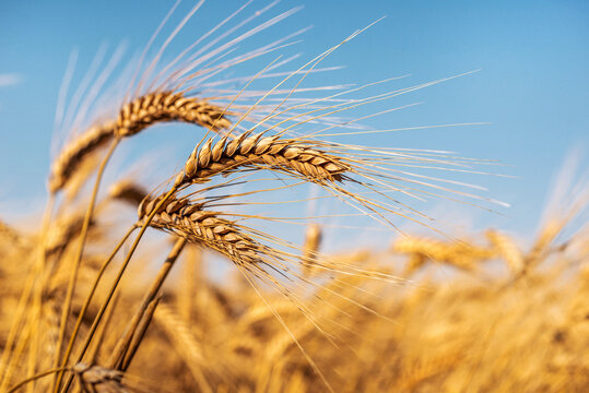 golden wheat field
