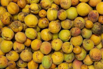 A heap of ripe apricots. 