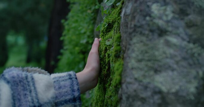 Female hand gently touches fresh spring green moss growing on old tree bark in rain forest. Young person explore nature, connect with forest, leave no trace existence 
