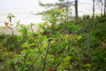 Fototapeta premium rowan berries in the forest on the sea coast
