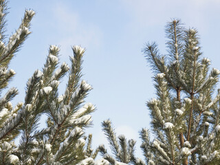 Green young branches of a pine under the snow on a blue cloudy sky in the winter forest